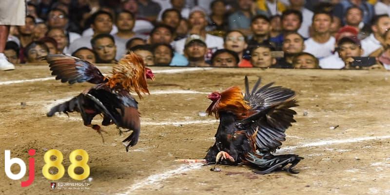 đá gà BJ88 Giới thiệu đôi nét về đá gà BJ88