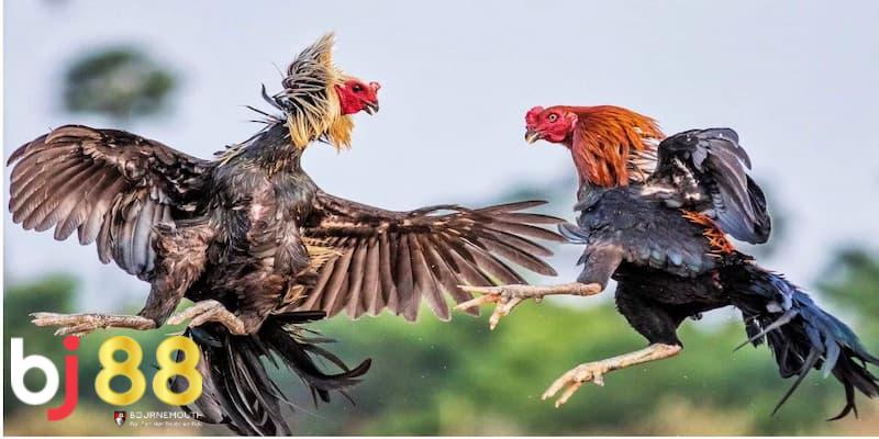 đá gà BJ88 Lý do đá gà BJ88 được yêu thích