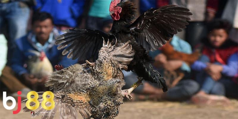 đá gà BJ88 Điểm đặt biệt của đá gà BJ88