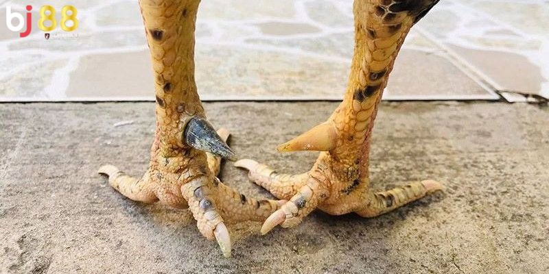 các loại cựa gà phổ biến Tìm hiểu các loại cựa gà phổ biến
