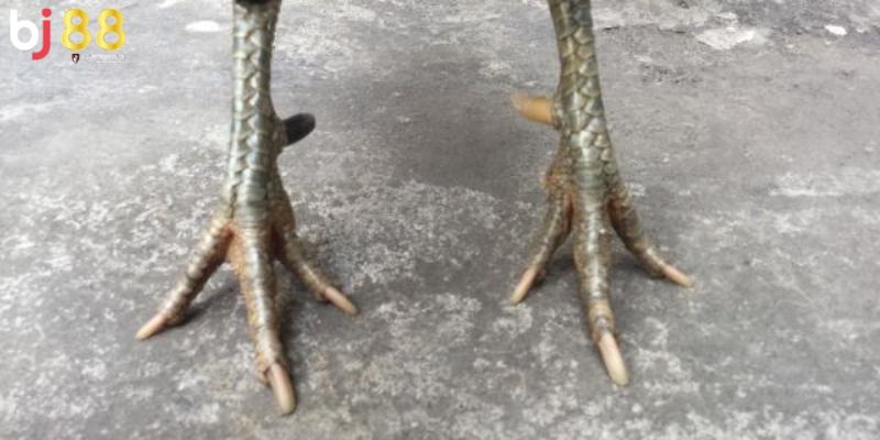 các loại cựa gà phổ biến Gà có cựa kim