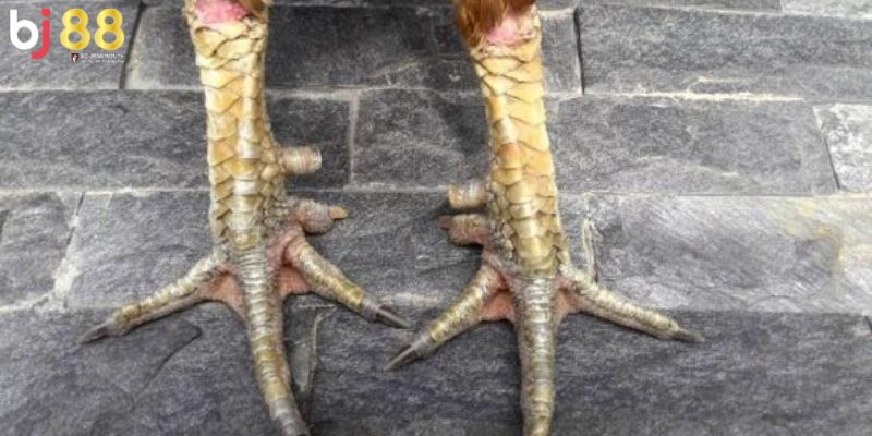 các loại cựa gà phổ biến Gà có cựa giầy