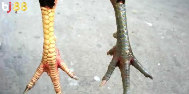 các loại cựa gà phổ biến Cựa thượng áp hạ