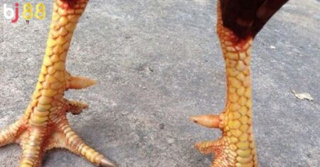 Các loại cựa gà phổ biến