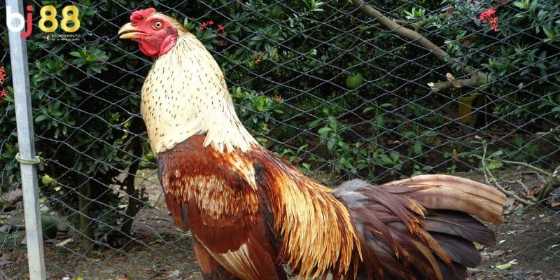 các loại gà đá ở Việt Nam Tìm hiểu sơ lược gà đá
