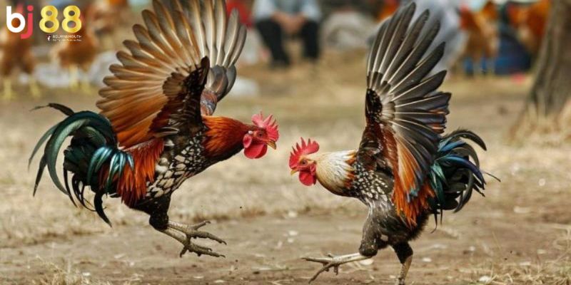 các loại gà đá ở Việt Nam Các loại gà đá ở Việt Nam