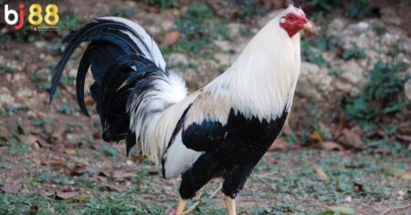 các loại gà đá ở Việt Nam