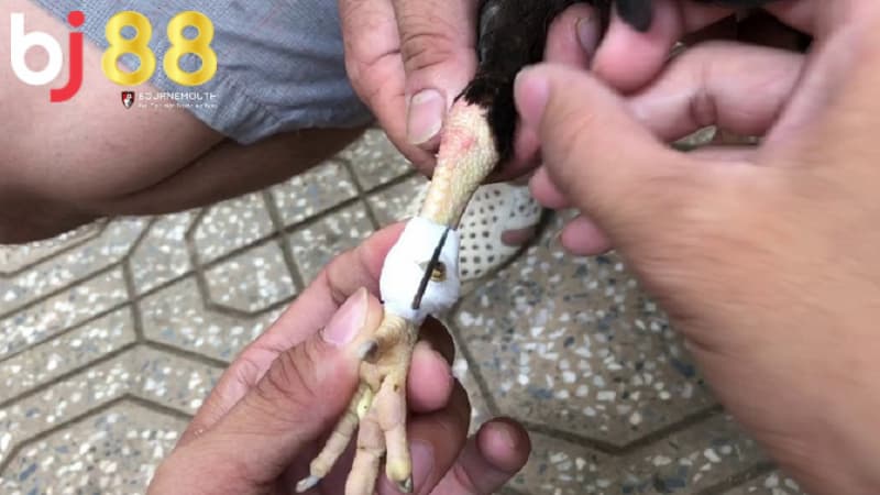 Cách băng cựa đá gà Cách băng cựa đá gà