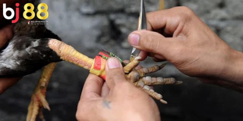 cách băng cựa gà đá cách băng cựa gà đá
