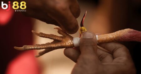 Tìm hiểu về cách băng cựa gà đá