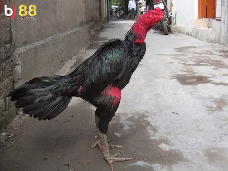 cách coi chân gà đá cách coi chân gà đá