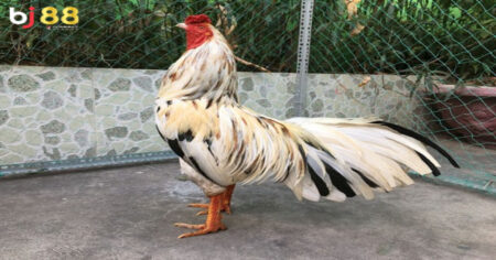 cách coi chân gà đá