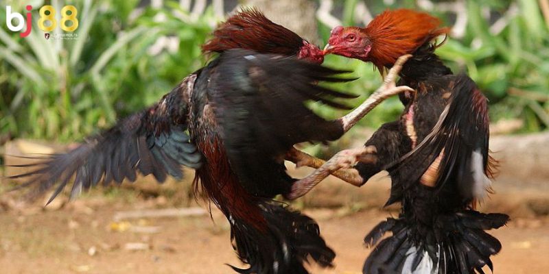 cách làm cho gà chọi máu chiến Cách làm cho gà chọi máu chiến là gì?