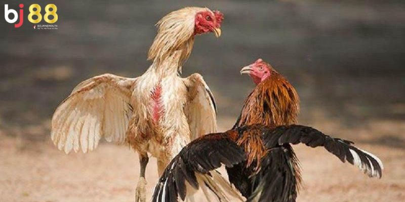 cách làm cho gà chọi máu chiến Kỹ thuật chăn nuôi phù hợp