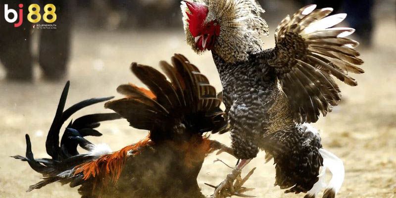 cách làm cho gà chọi máu chiến Kỹ thuật chăn nuôi phù hợp