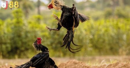 Cách làm cho gà chọi máu chiến