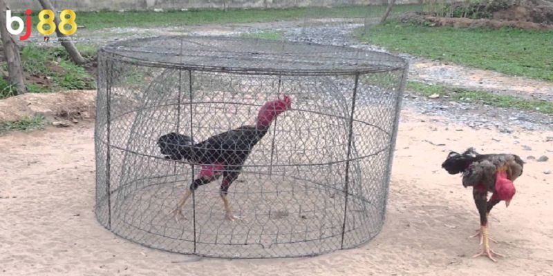 cách tập lực cho gà chọi Cách tập lực cho gà chọi là gì?