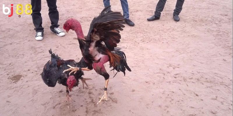 cách tập lực cho gà chọi Cách tập lực cho gà chọi chuẩn