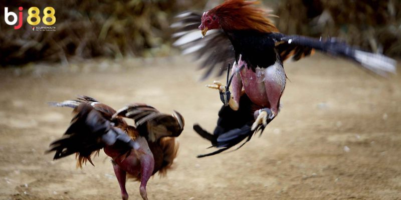 cách tập lực cho gà chọi Một số lưu ý quan trọng