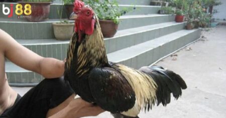 Cách tập lực cho gà chọi