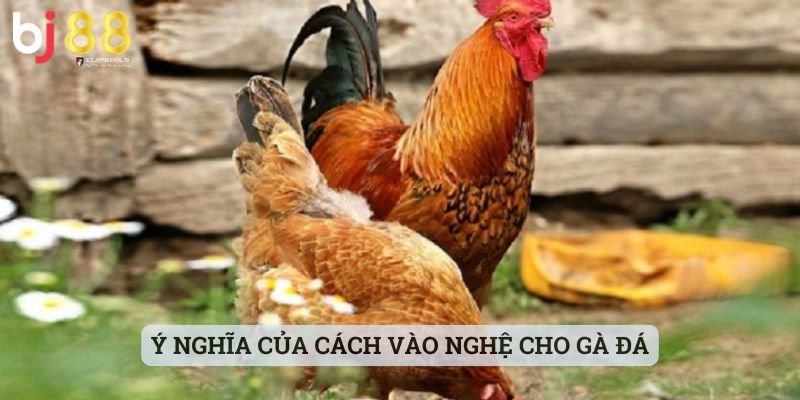 cách vào nghệ cho gà đá Ý nghĩa của cách vào nghệ cho gà đá