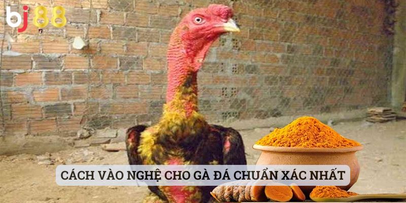 cách vào nghệ cho gà đá Cách vào nghệ cho gà đá chuẩn xác nhất cho anh em tham khảo