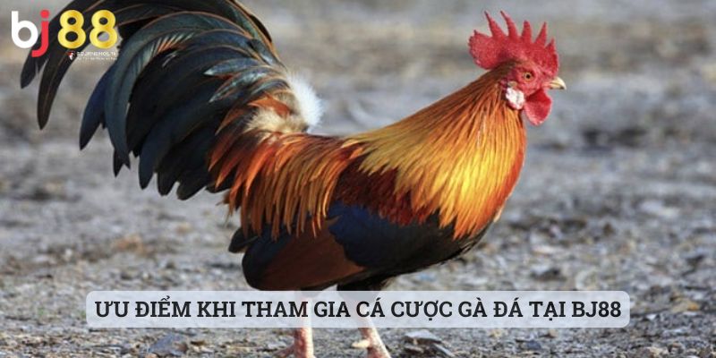 cách vào nghệ cho gà đá Ưu điểm khi tham gia cá cược gà đá tại BJ88