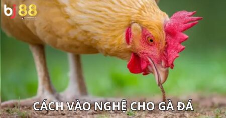 cách vào nghệ cho gà đá