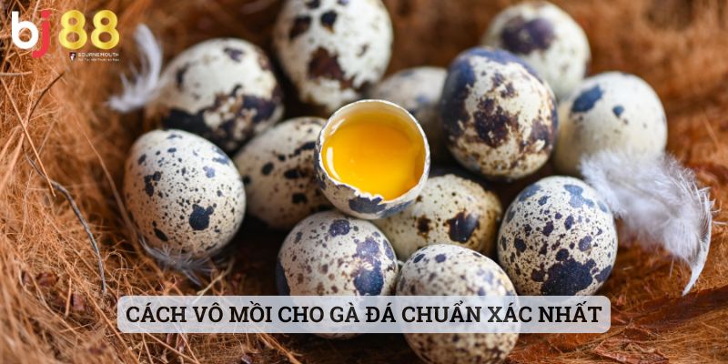 cách vô mồi cho gà đá Cách vô mồi cho gà đá chuẩn xác nhất