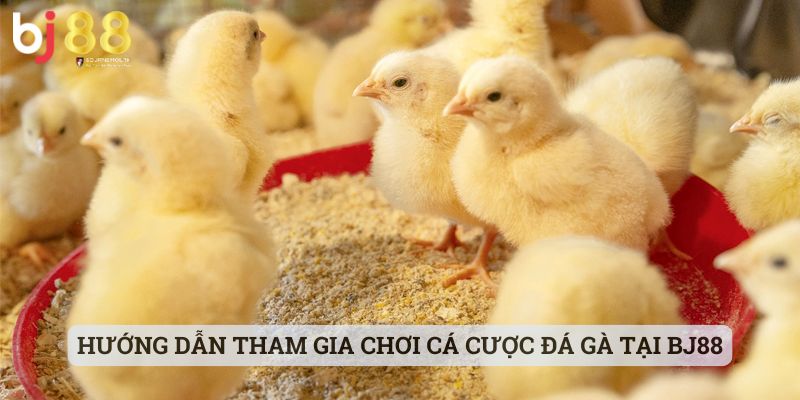 cách vô mồi cho gà đá Hướng dẫn tham gia chơi cá cược đá gà tại BJ88