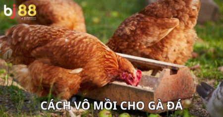 cách vô mồi cho gà đá