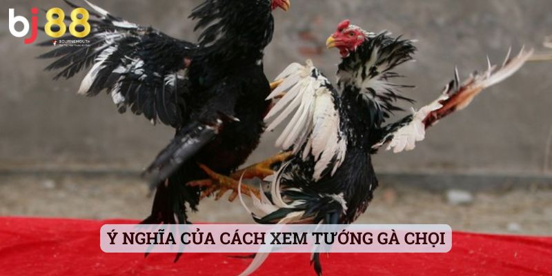 cách xem tướng gà chọi cách xem tướng gà chọi
