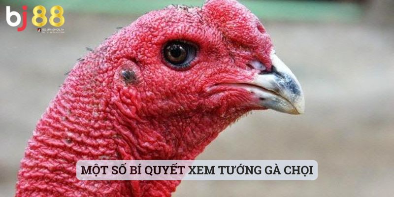 cách xem tướng gà chọi Một số bí quyết xem tướng gà chọi