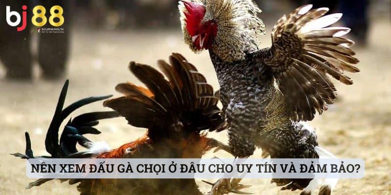 cách xem tướng gà chọi Nên xem đấu gà chọi ở đâu cho uy tín và đảm bảo?