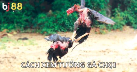 cách xem tướng gà chọi