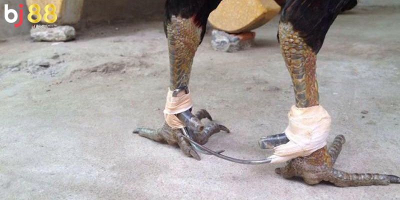 cắt cựa gà chọi có ảnh hưởng gì không Tại sao lại cắt cựa gà?