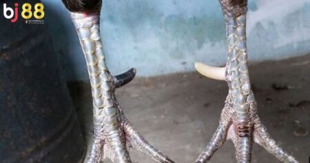 Cắt cựa gà chọi có ảnh hưởng gì không