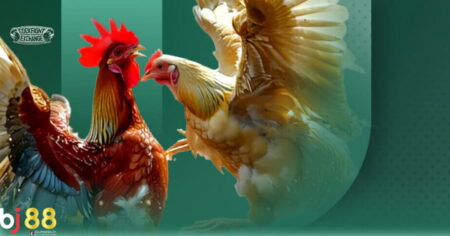 Cho gà ăn gì trước khi đá