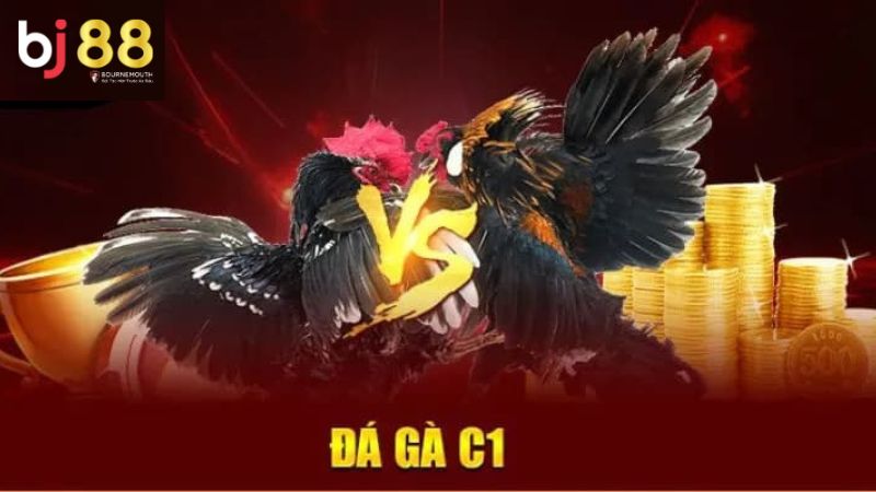 Đá gà C1 là gì? Đôi nét về đá gà C1 là gì?