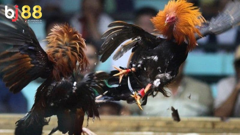 Đá gà C1 là gì? Ưu điểm vượt trội của giải đá gà C1