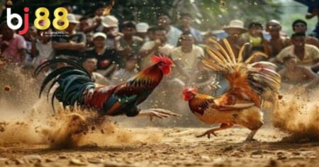 Đá gà C1 là gì?