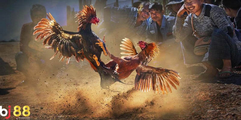 đá gà c2 là gì Tổng quan về thể loại đá gà c2