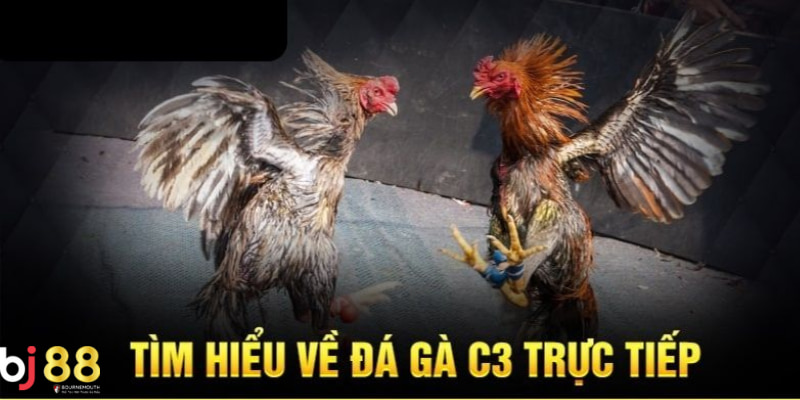 Đá gà c3 là gì Sơ lược về những trận đấu gà