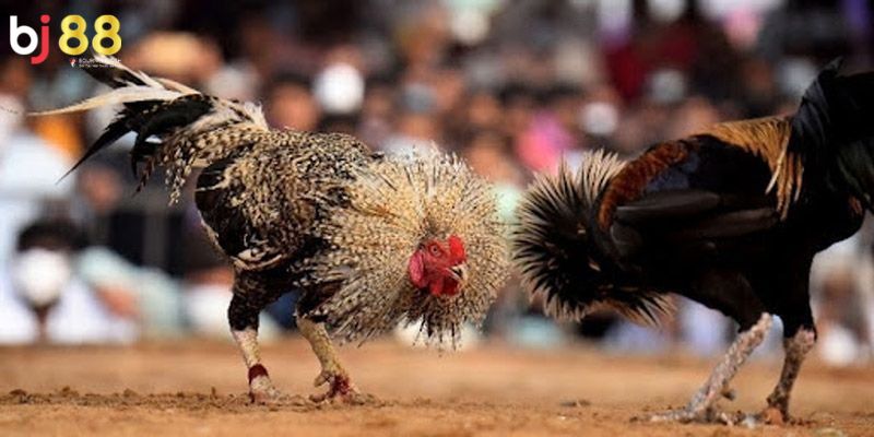 đá gà cựa dao BJ88 Điểm nổi bật của đá gà cựa dao