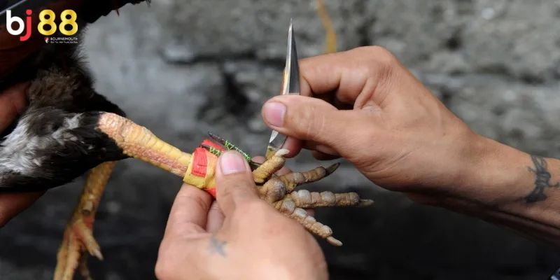 đá gà cựa dao BJ88 Cách để vào chơi đá gà cựa dao BJ88