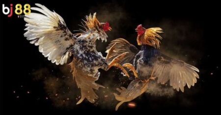 Đá gà cựa dao BJ88