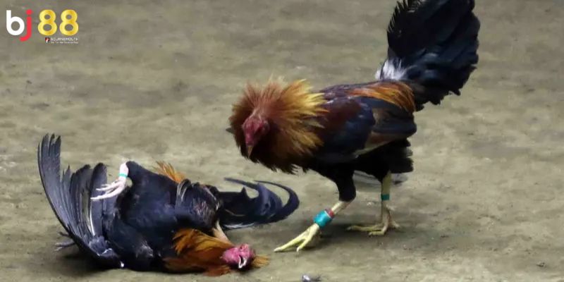 đá gà cựa sắt BJ88 Giới thiệu đá gà cựa sắt BJ88