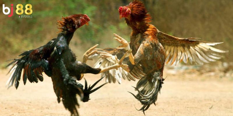 đá gà cựa sắt BJ88 Đa dạng các trận đấu khác nhau