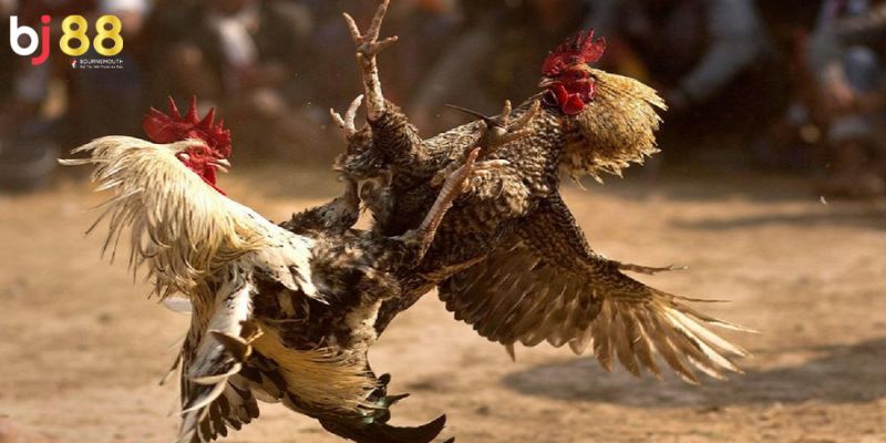 đá gà cựa sắt BJ88 Hướng dẫn về cách vào chơi