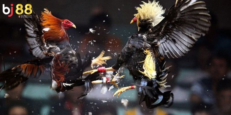 Đá gà cựa tròn BJ88 Ưu điểm của những trận đấu cựa tròn